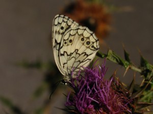 Media_httpgerhardspen_bxcjh