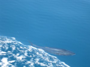 Media_httpgerhardspen_ssyhd