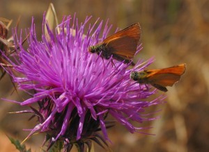 Media_httpgerhardspen_vfdam