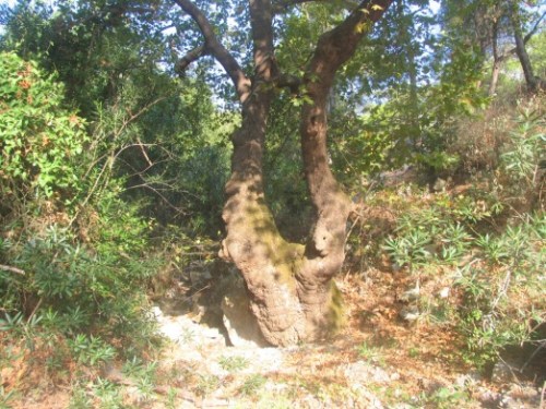 Auf_einer_morgendlichen_wander