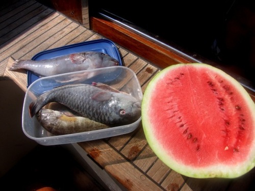 Ein_unbekannter_fisch