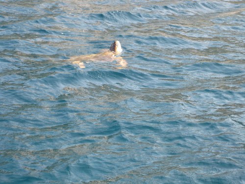 Meerschildkrte_mitten_im_hafen