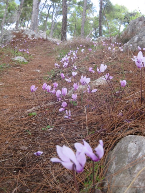 Ivom_regen_geweckt-_alpenveilchen