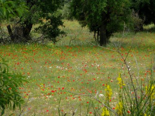 Mai_auf_kefalonia-wunderschn