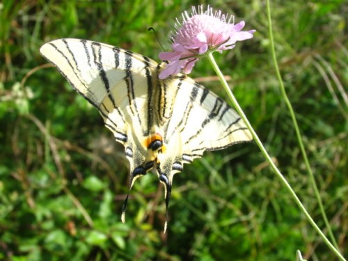 Unbekannter_falter_2