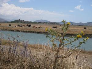 Kühe vor antiken Stätten Bitrintis, lila Disteln...