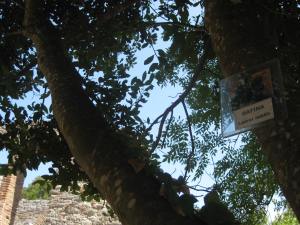 Lorbeerbaum der alten Griechen