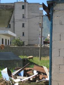 Orikum. Schafe zw. den einfachen Häusern