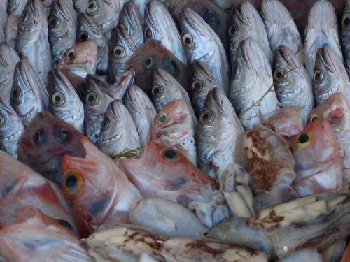 Fischversteigerung_6