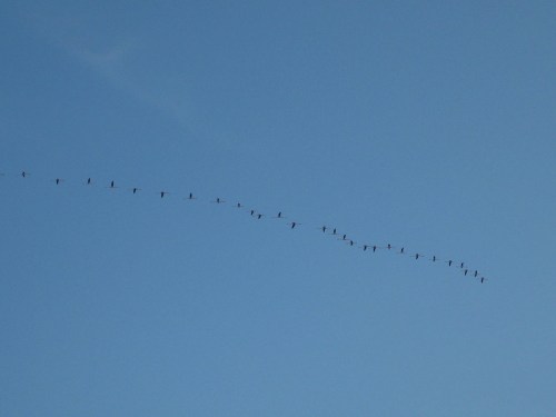 Flamingo-formation