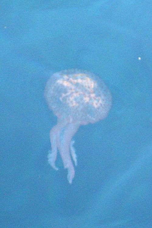 Medusa-qualle