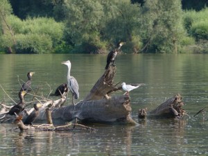 Auch Vögel gehen auf Reise (2) (2000x1500)