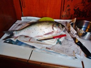 Unser Fisch, war aber im Geschmack nicht der Hit