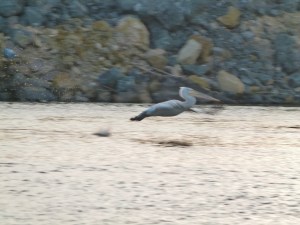 Ein Pelikan, unser einziger der Reise (1500x1125)