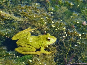 Ein wunderbarer Platz für Frösche (300x225)