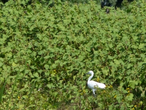 Sehr scheuer Vogel (300x225)