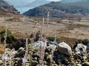 Eine ehemals fruchtbare Ebene, jetzt verweist (1000x750)