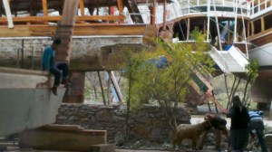 11 Traditionell wird nach dem Aufstellen des Kils eine Ziege geschächtet