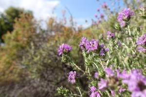 Blühender Lavendel (2)