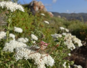 Zu Gast auf der Blume