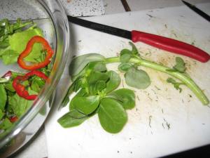 Portulak, gr.blättrig, Türkei