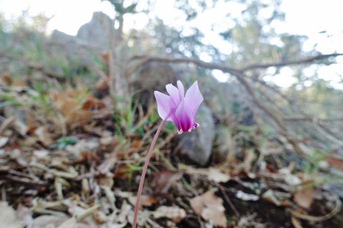 Veilchen, Boten des Mittelmeer- Herbstes (1024x683)
