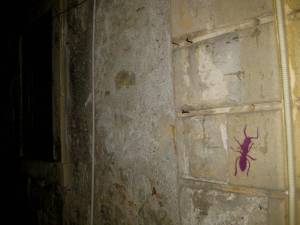 Lieber an der hauswand als im Boot: Korfus Ameise