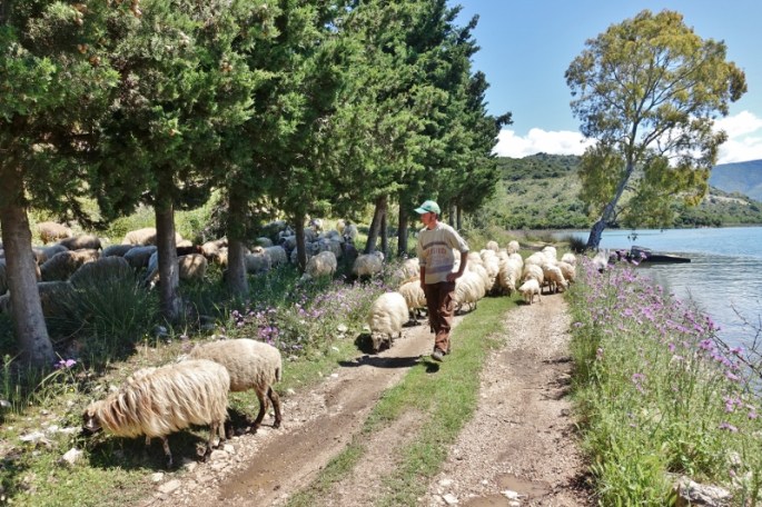 Der Hirte und seine Herde (800x533)