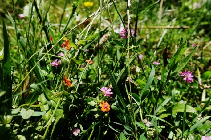 Frühlingswiese (800x533)