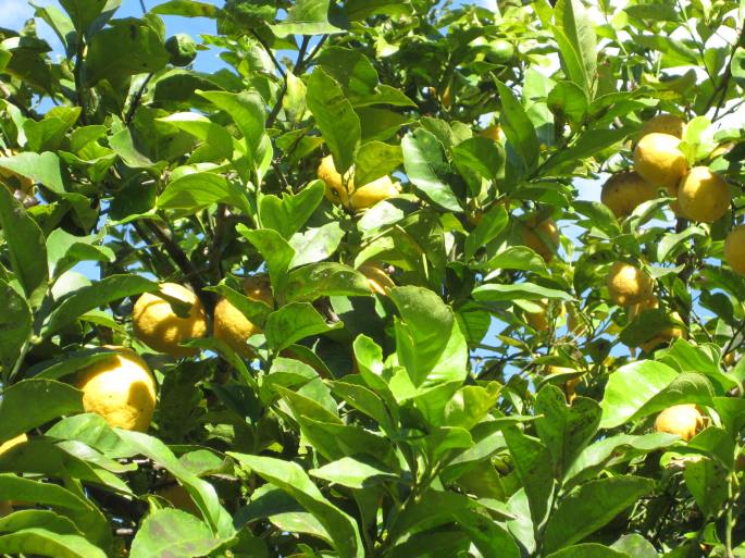 Korfu Bummel im Hafendorf, Zitronen14 (1)