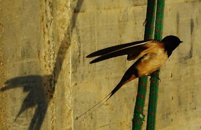 Schwalbe auf dem Festmacher