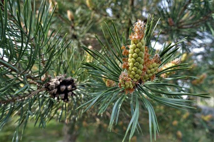 Die Kiefern blühen gerade (Copy) - Kopie