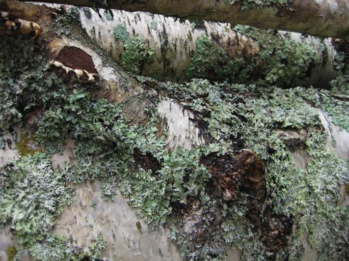 Natur in Grün und Blumenpracht (2) (Copy)