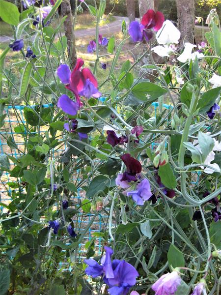 Borgholm,Öland. Königl.Sommerschloß Solliden (18) (Copy)