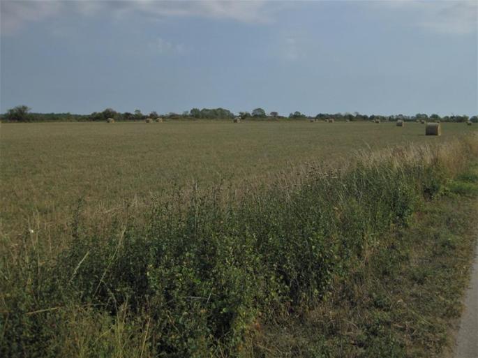 IMG_5888-da flogen Lerchen! (Copy)