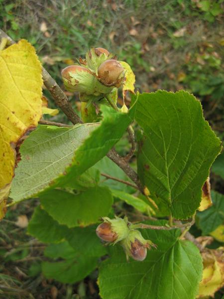 IMG_5915-Haselnuss (Copy)