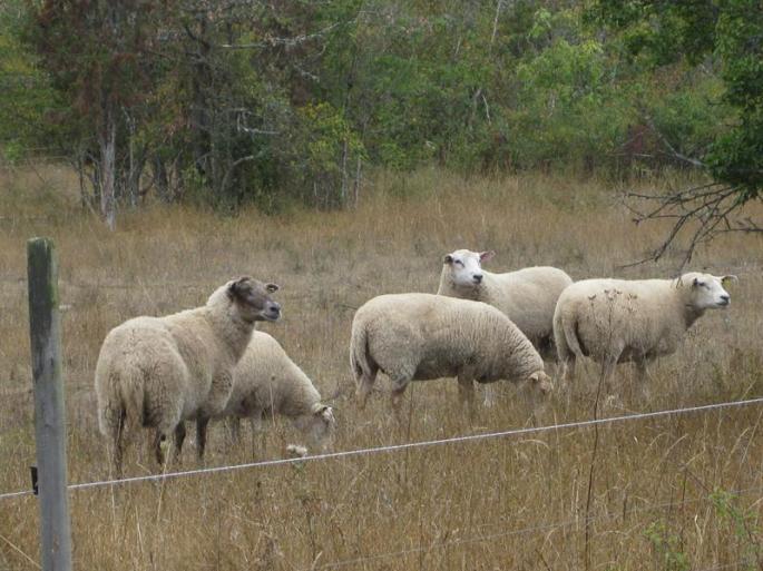 IMG_5916-Wollschafe (Copy)