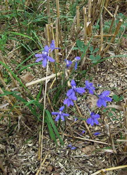 IMG_5920-Feld-Rittersporn (Copy)