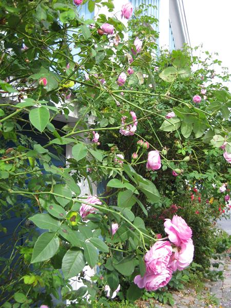 Västervik, Altstadt voller Rosen20.8 (16) (Copy)