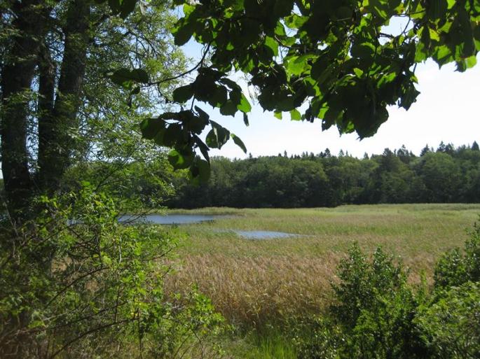 Waldpfad 2.Tag-3.8 (12) (Copy)