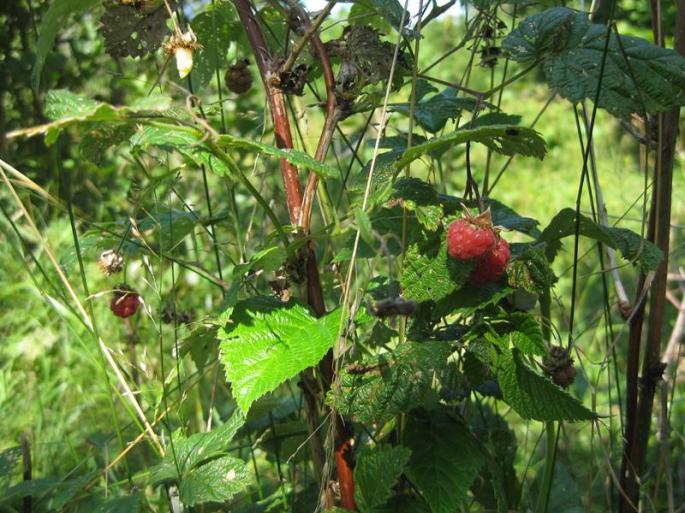 Waldpfad 2.Tag-3.8 (14) (Copy)