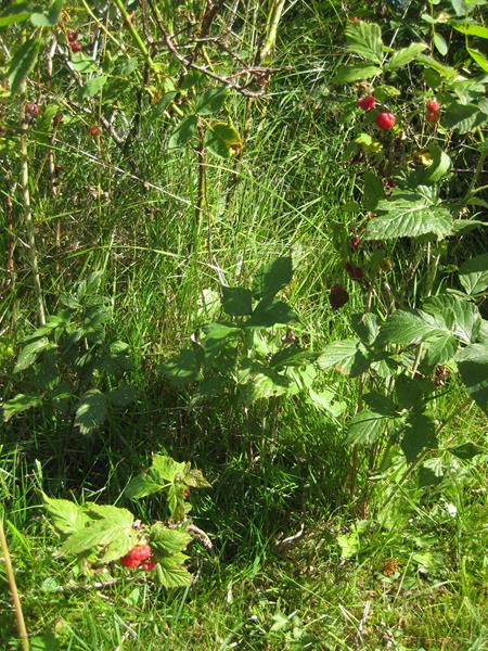 Waldpfad 2.Tag-3.8 (17) (Copy)