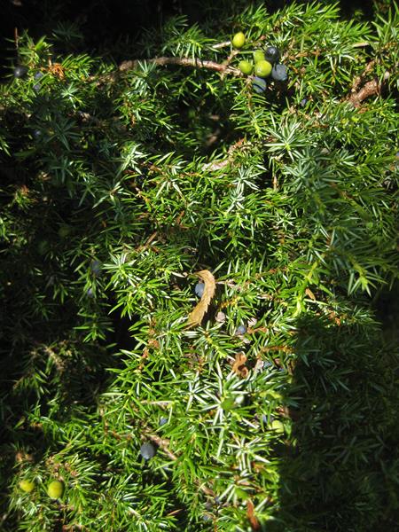 Waldpfad 2.Tag-3.8 (18) (Copy)