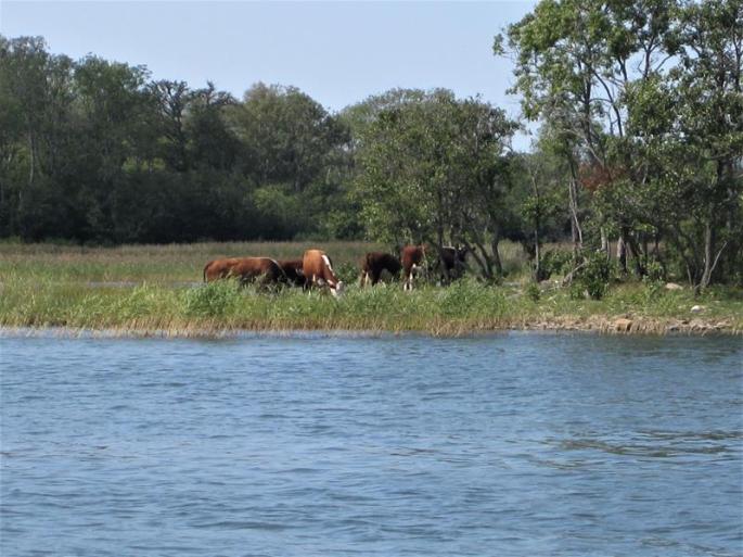 Zwischen Kühen und kl. Booten,0,5m Wasser unterm Kiel (1) (Copy)