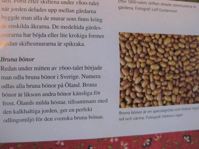 Braune Bohnen v. Öland